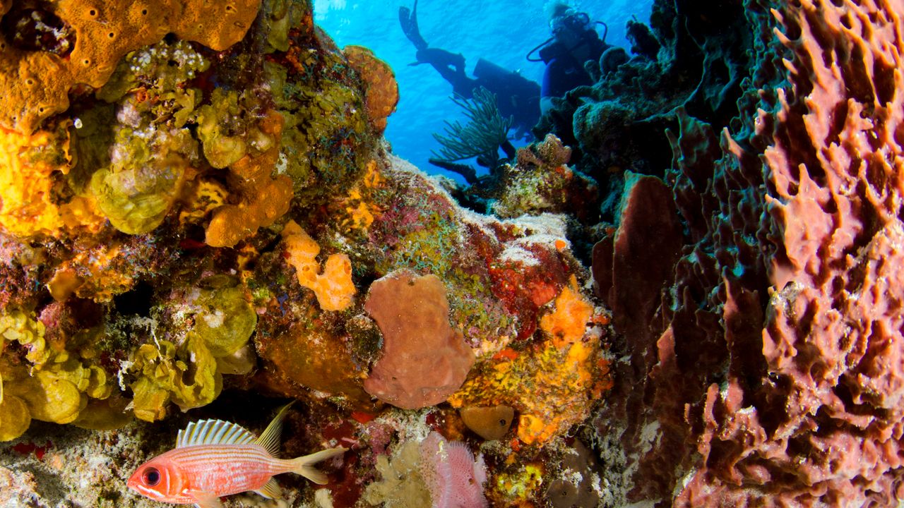 Colorful sponges and a red squirrelfish on a coral reef