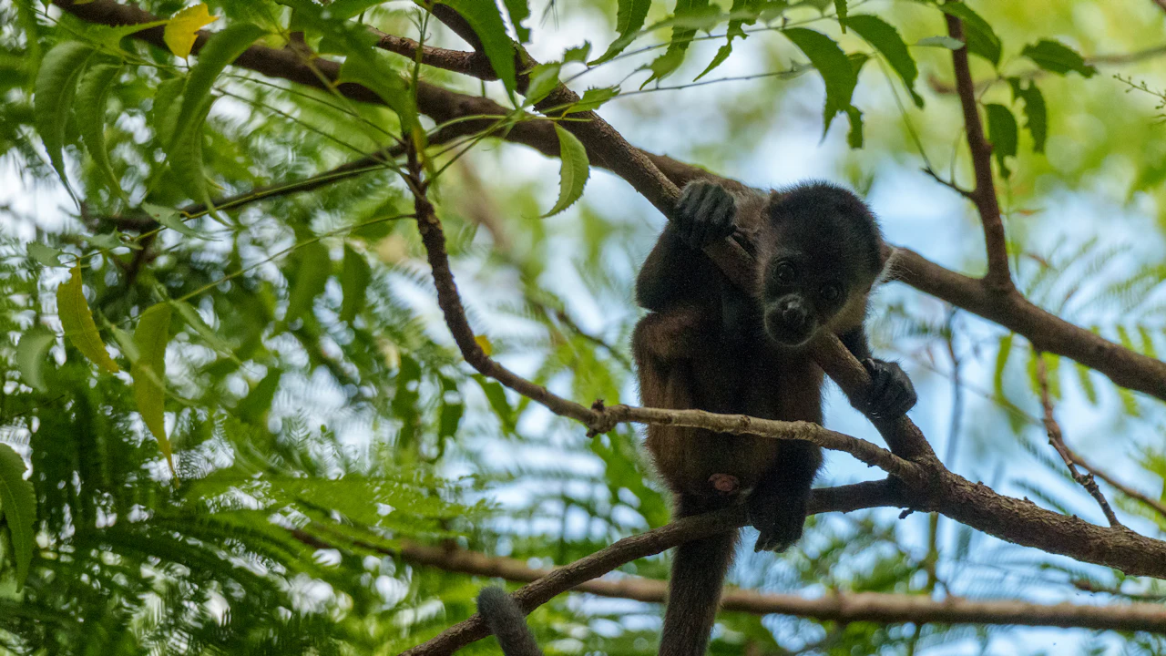 Black monkey resting on a branch in a rainforest tree