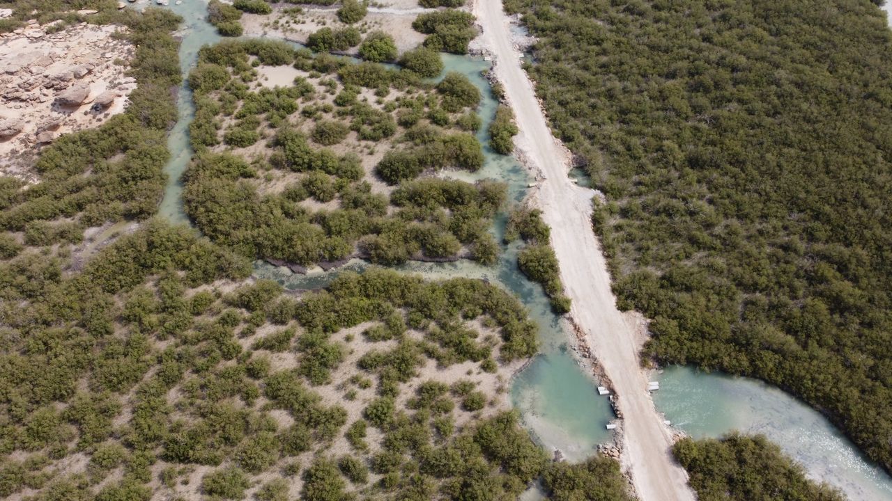 Narrow channel winding through thick green mangroves seen from above