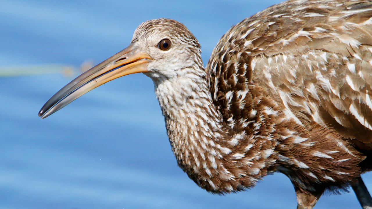 Close-up of a limpkin with its long curved bill