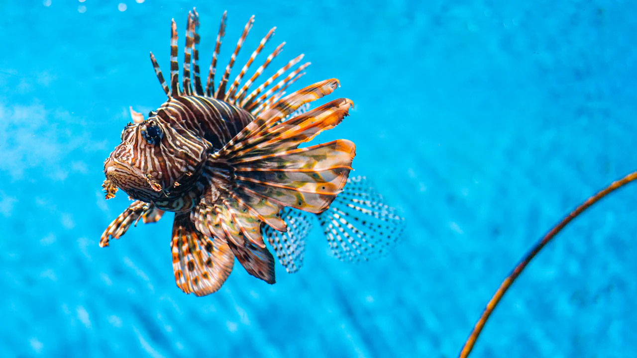 Lionfish swimming in clear blue water