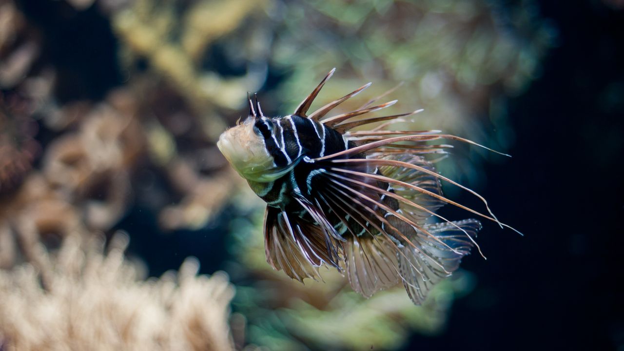 Close view of a lionfish showing its striped body and long dorsal spines