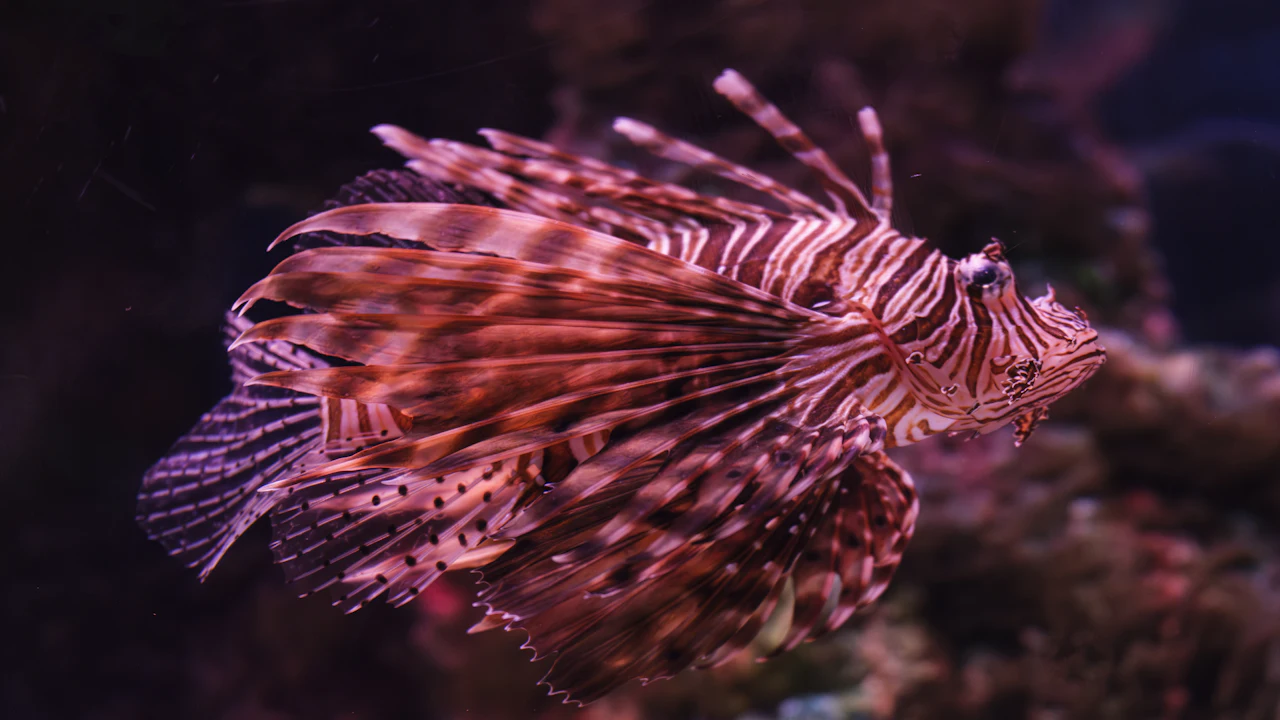 Lionfish with fan-like fins spread over a reef