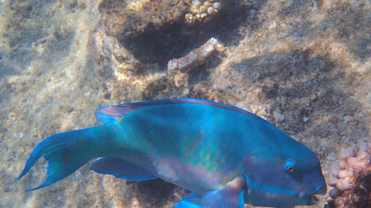 Colorful parrotfish grazing on algae growing over a coral head