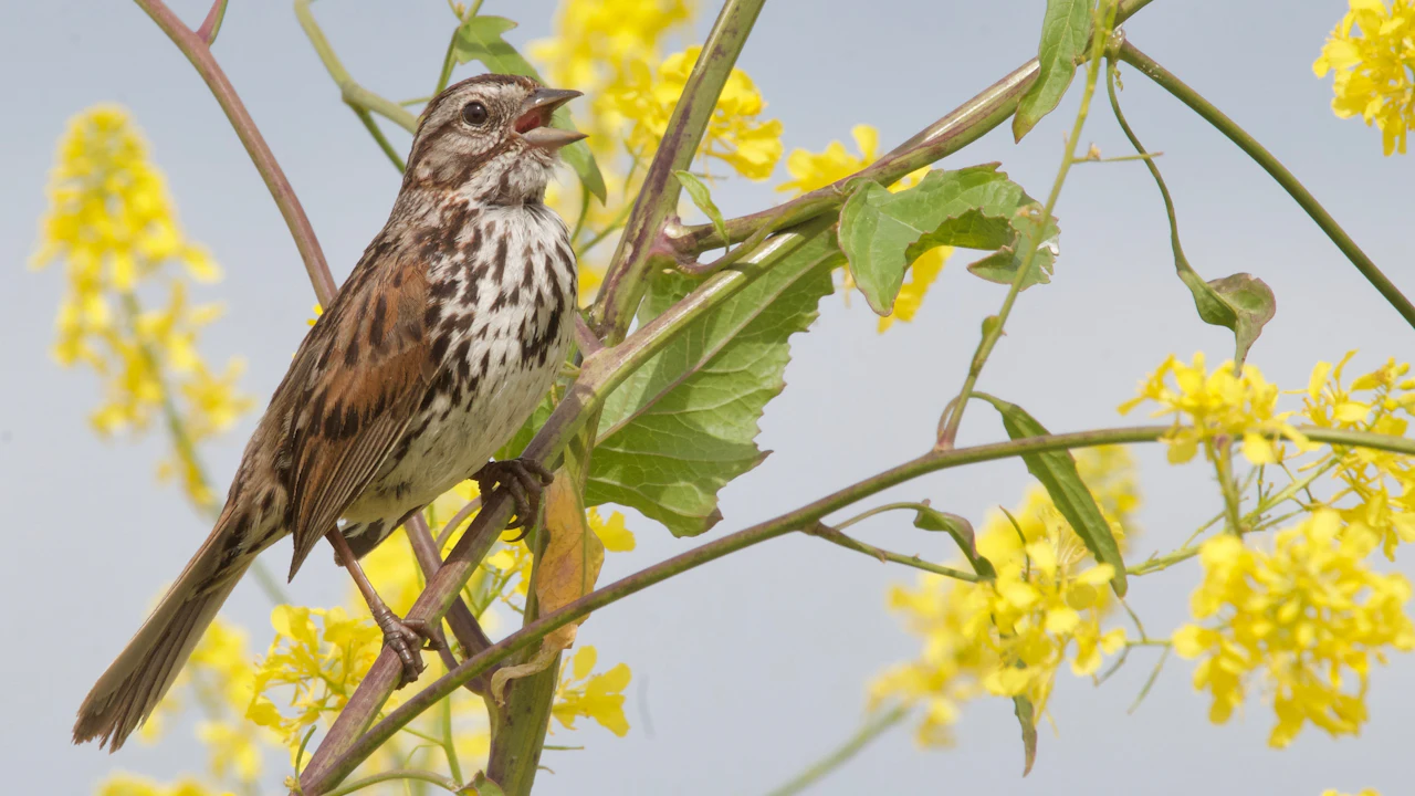 Songbird singing on a branch of yellow flowers
