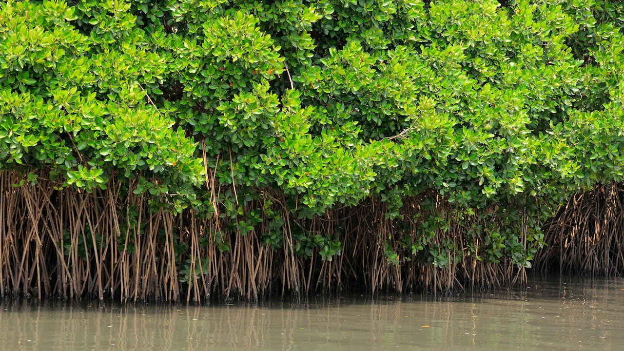Mangrove trees with roots growing in calm water