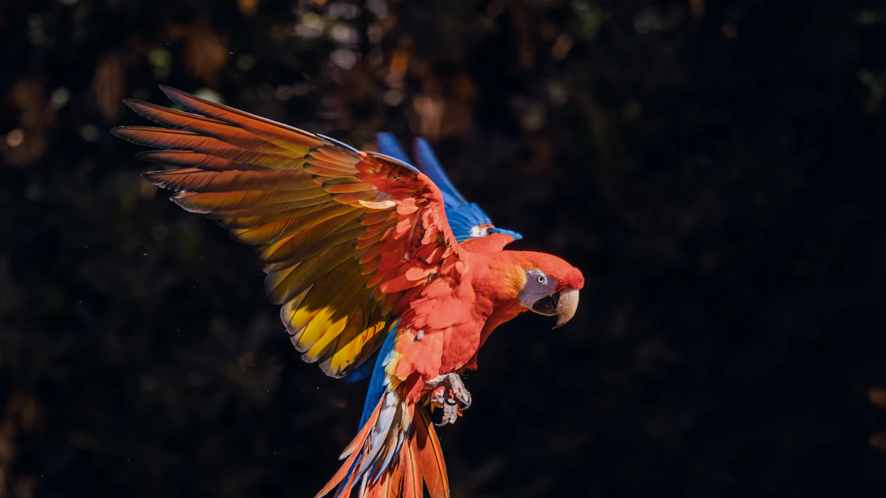 Scarlet macaw in flight with its wings spread
