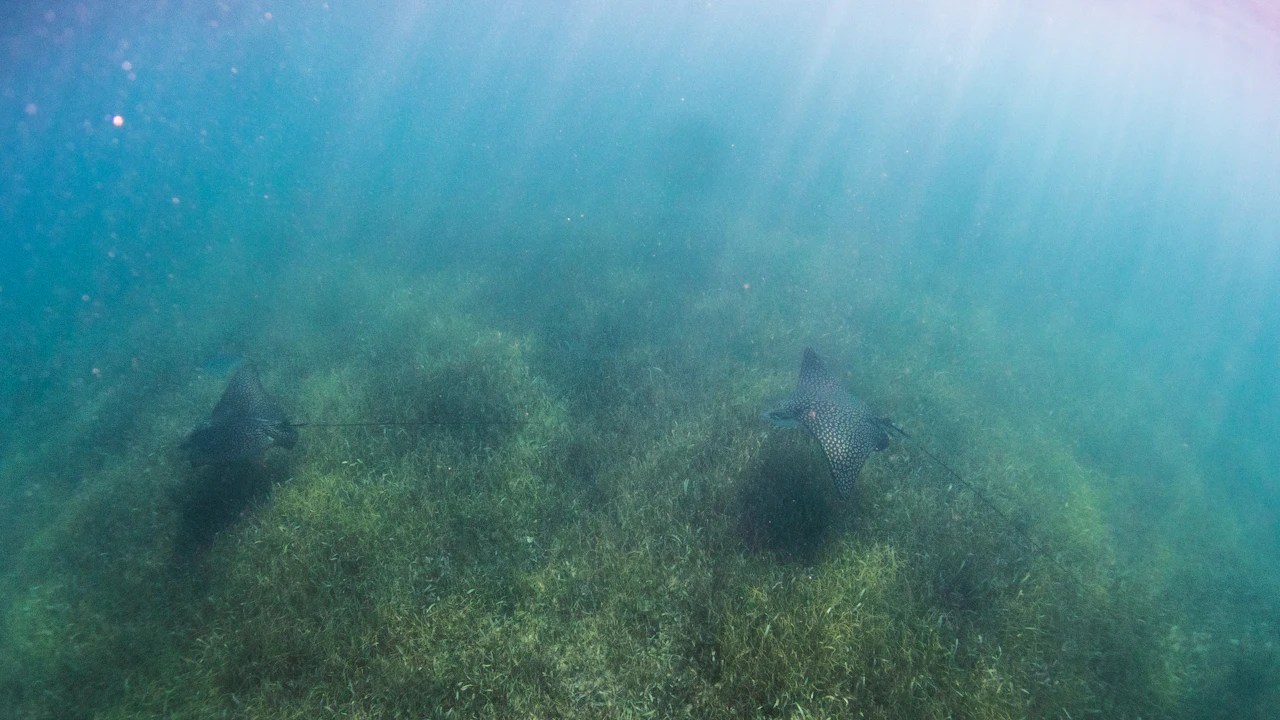 Sunlight filtering onto a seagrass bed in shallow water