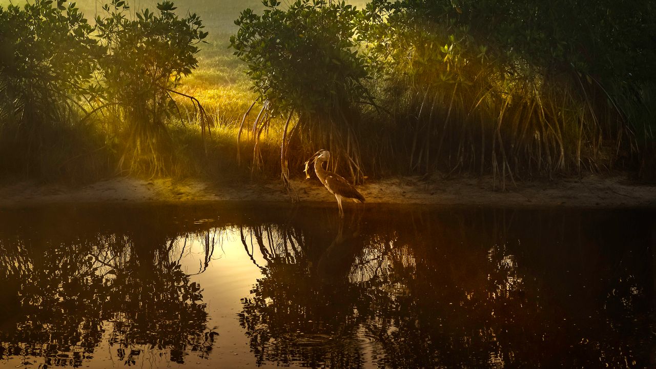 Mangrove roots reflected in still water at sunset