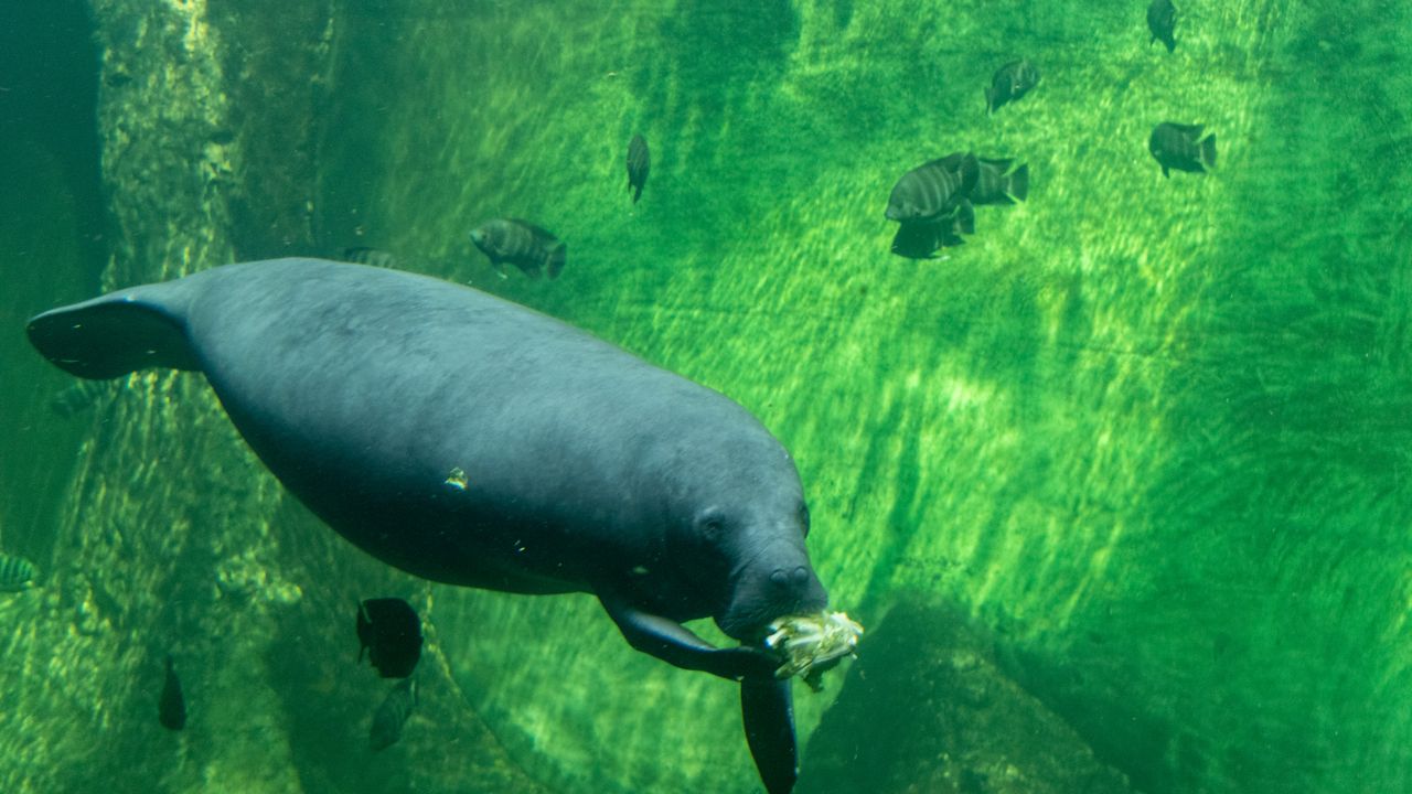 Manatee gliding just below the surface of clear green water