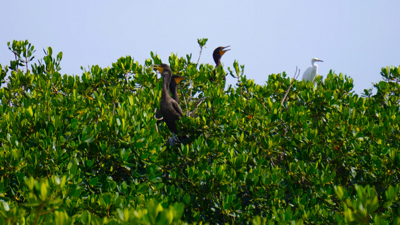 Dark waterbirds perched on top of green mangroves