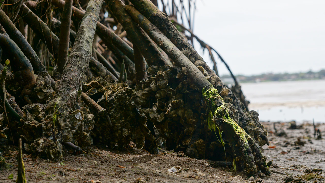 Mangrove roots exposed on a muddy shore at low tide
