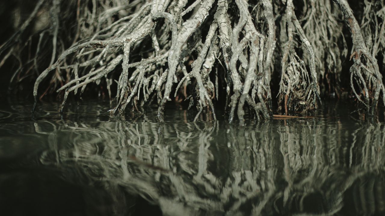 Arching red mangrove prop roots standing in shallow clear water