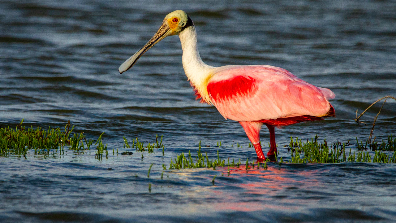 Pink roseate spoonbill wading and feeding in shallow water