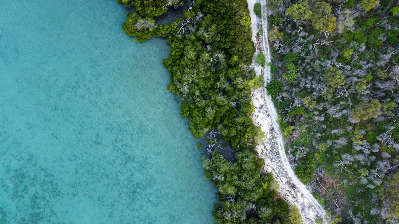Aerial view of green vegetation along a turquoise shoreline
