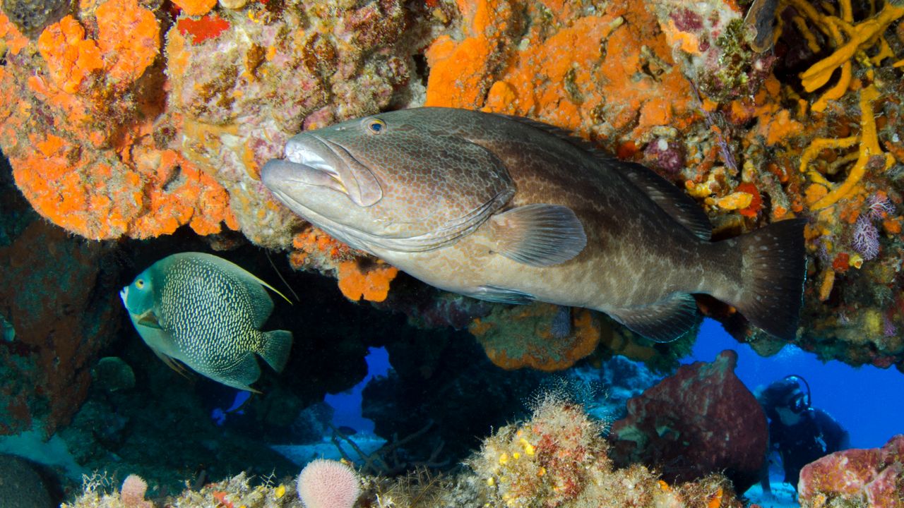 Grouper beside a colorful coral head