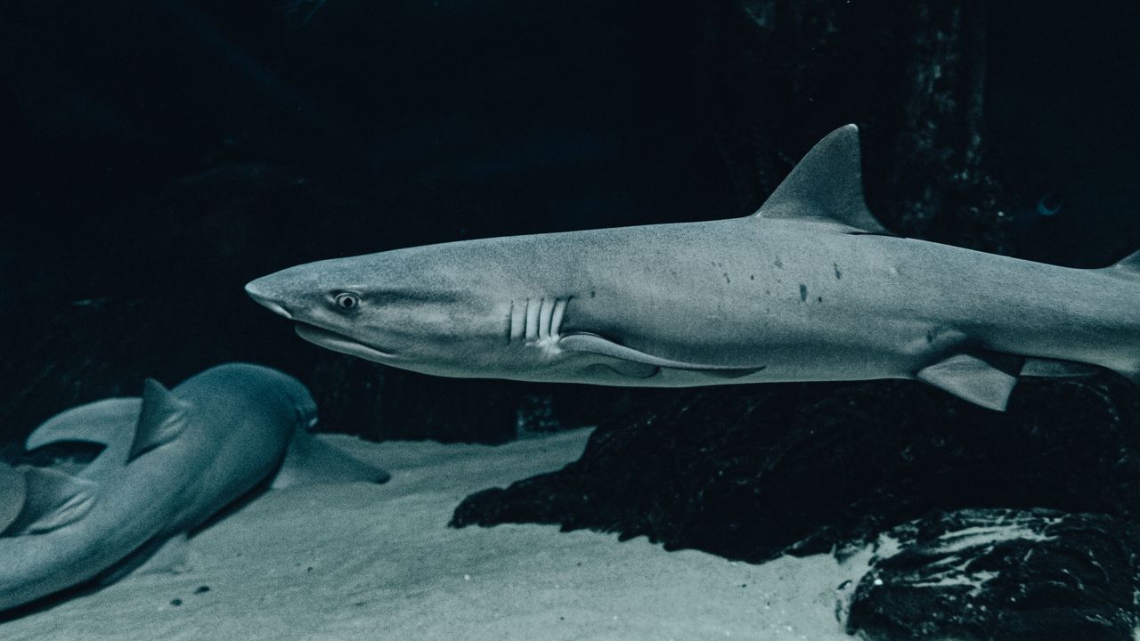 Shark resting on a sandy seabed