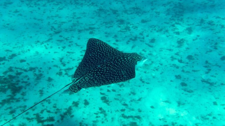 Spotted eagle ray with white spots swimming through open blue water