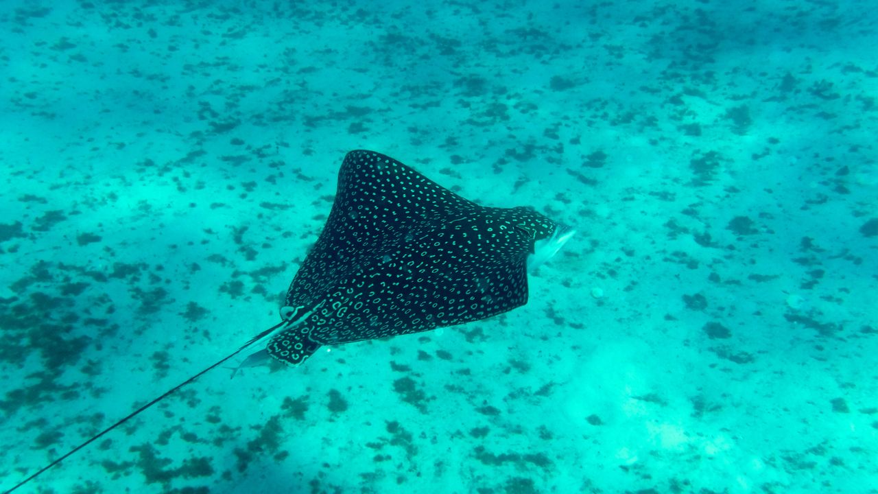 Spotted eagle ray with white spots swimming through open blue water