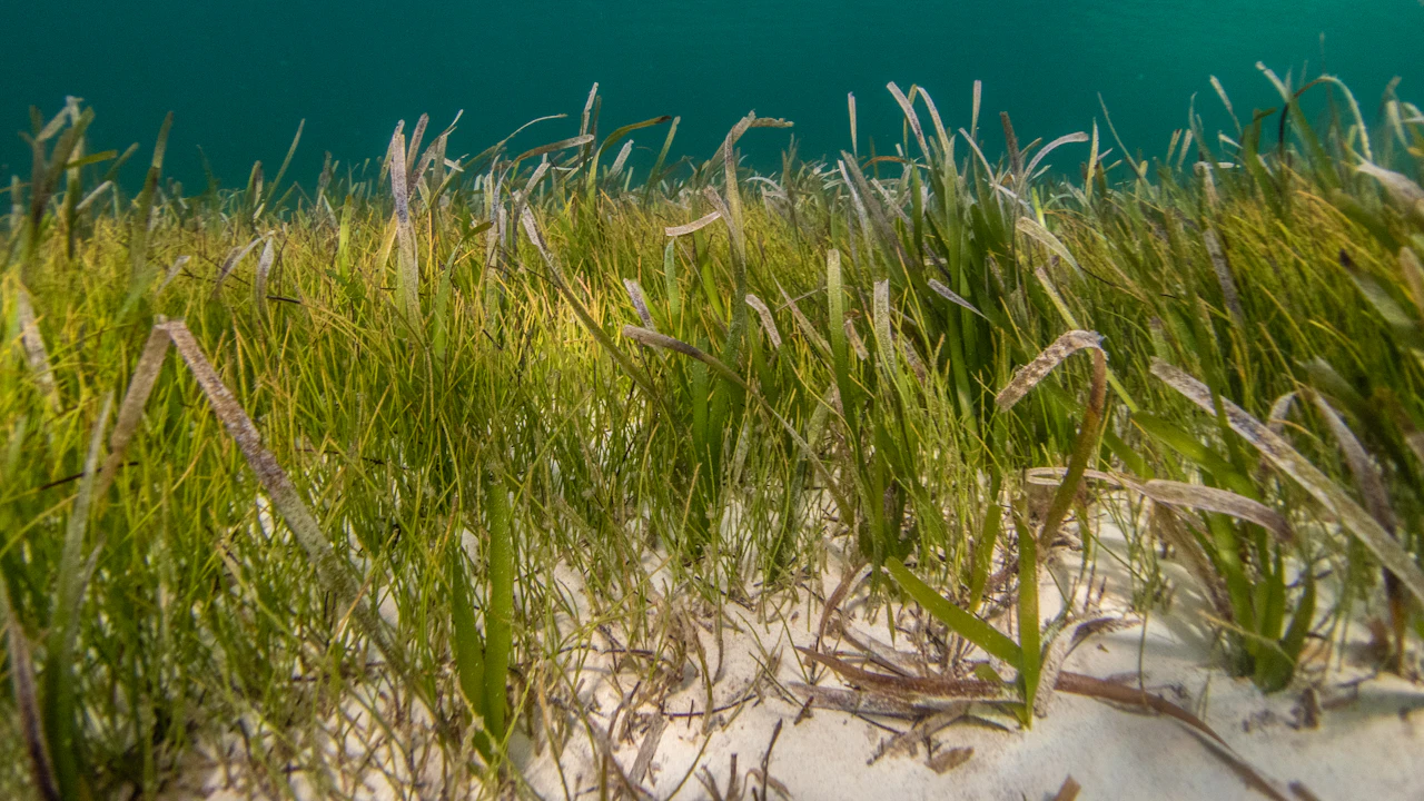 Seagrass meadow on a sandy seabed