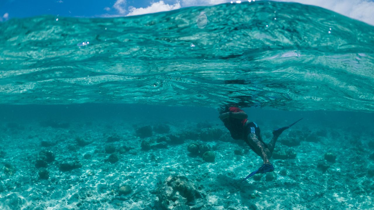 Snorkeler floating face down above rounded coral heads in clear blue water