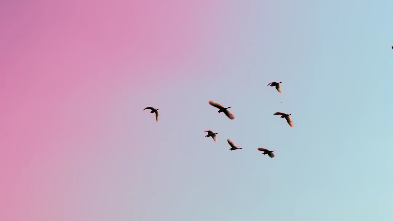 Flock of birds flying across a pink sky