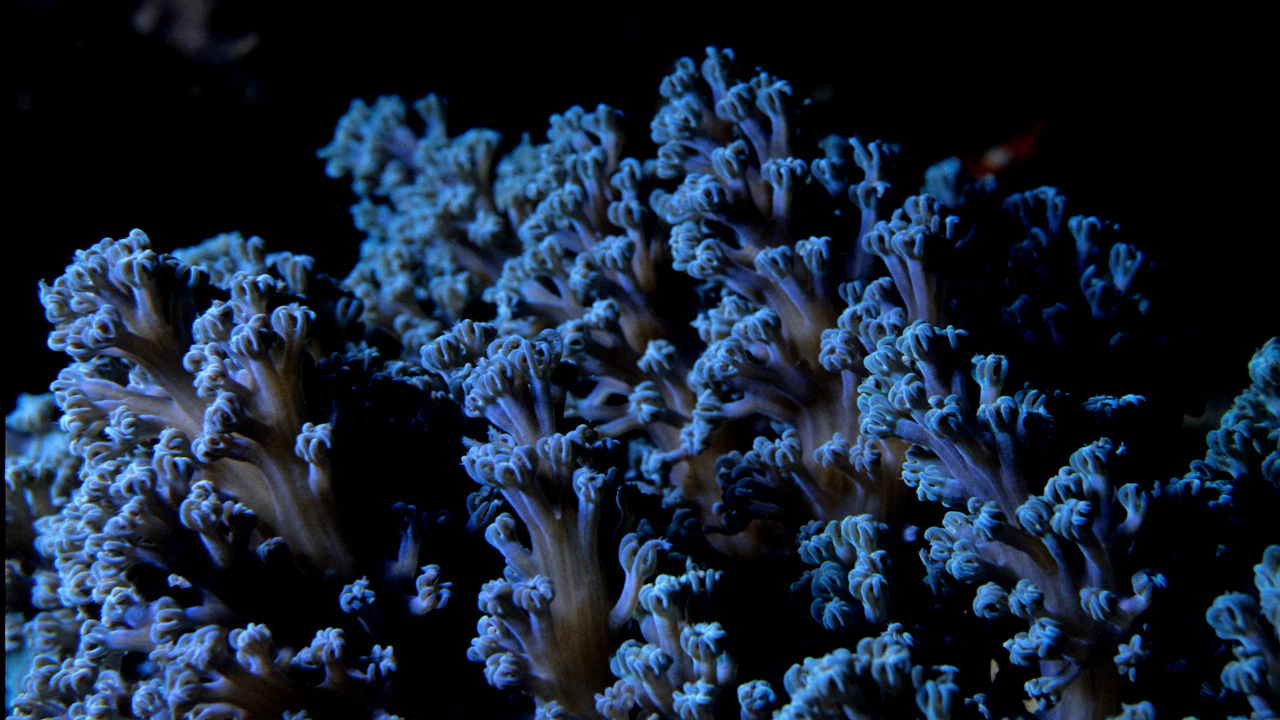 Close view of blue coral polyps with their tentacles extended