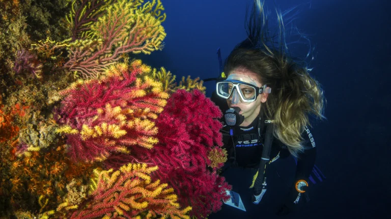 Scuba diver beside red and yellow sea fans on a reef