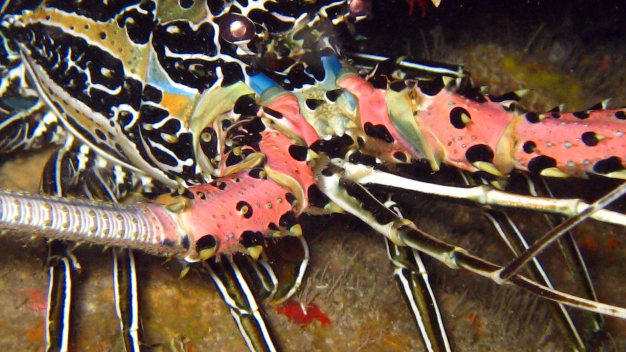 Close-up of a spiny lobster on the reef