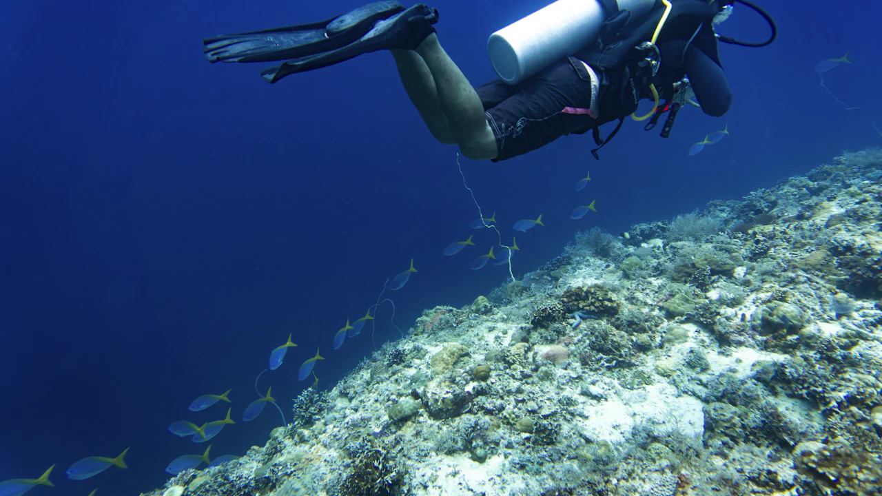 Diver swimming above a reef slope in blue water