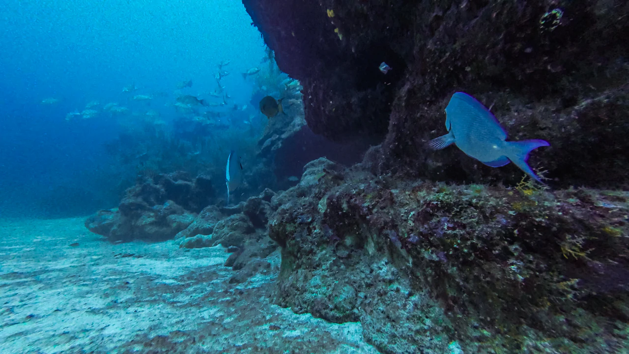 Reef fish swimming beside a coral outcrop in clear blue water