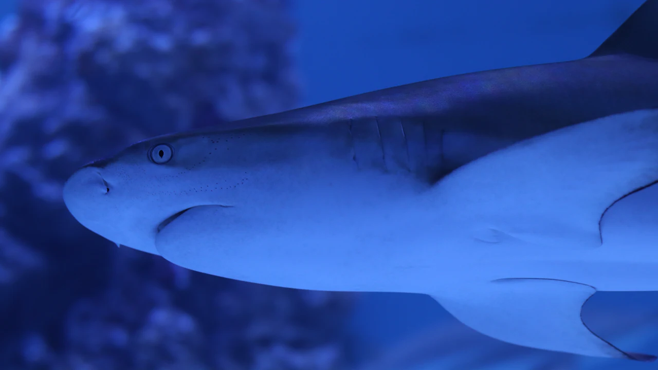 Shark swimming close to the camera in blue water
