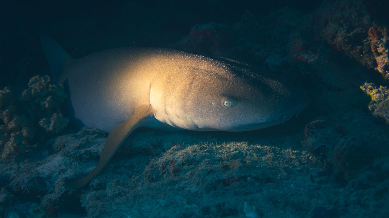 Nurse shark lying still on a sandy seafloor in clear shallow water