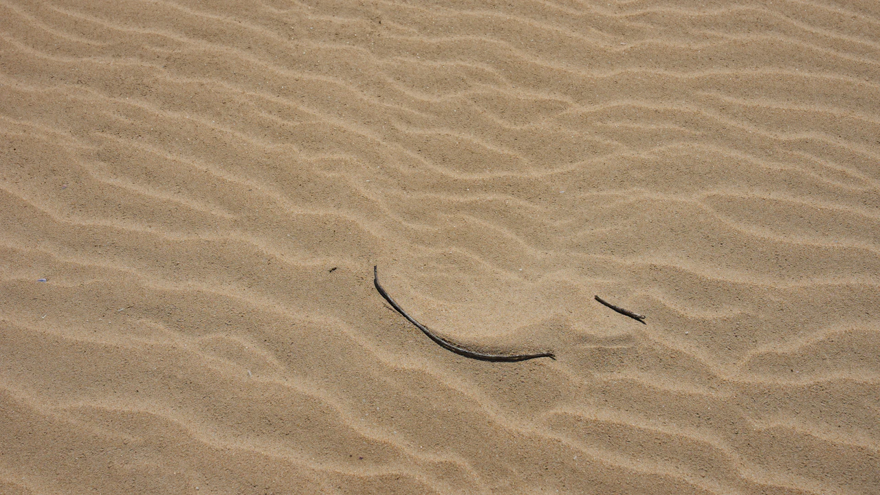 Stingray resting on rippled sand