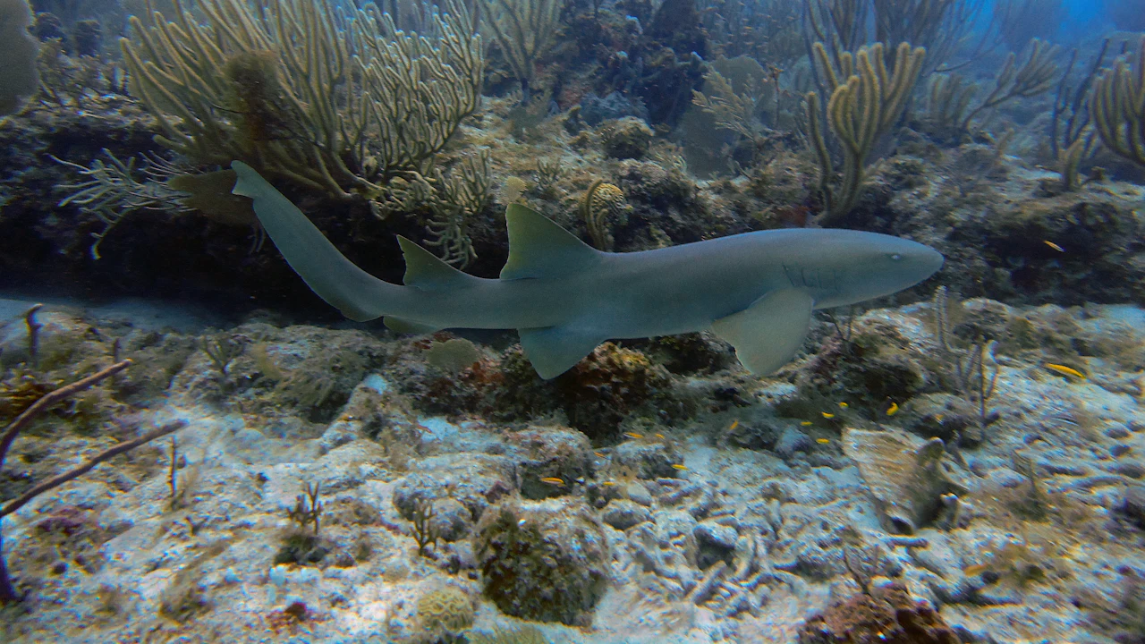 Gray-brown nurse shark swimming slowly over a shallow coral reef