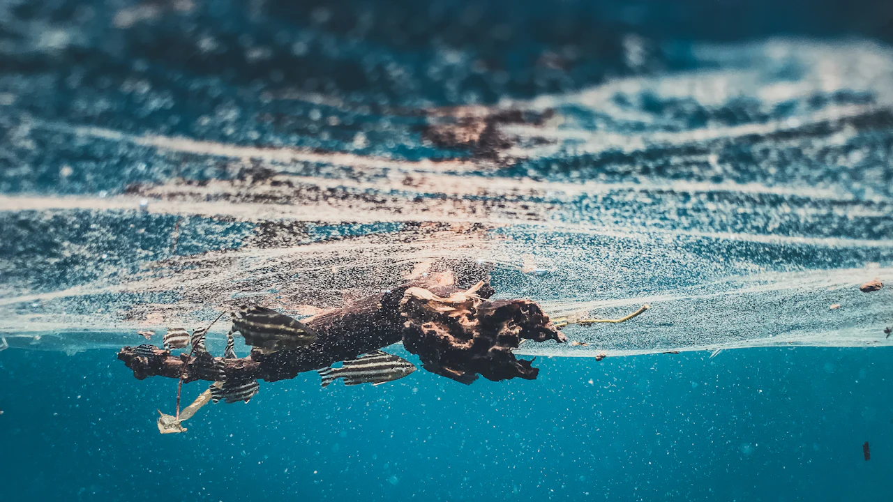 Diver swimming just below the sunlit surface