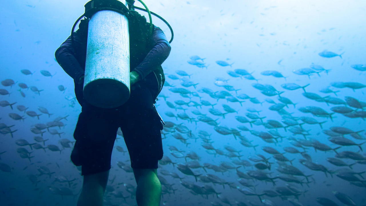 Scuba diver with a single tank on their back beside a school of fish