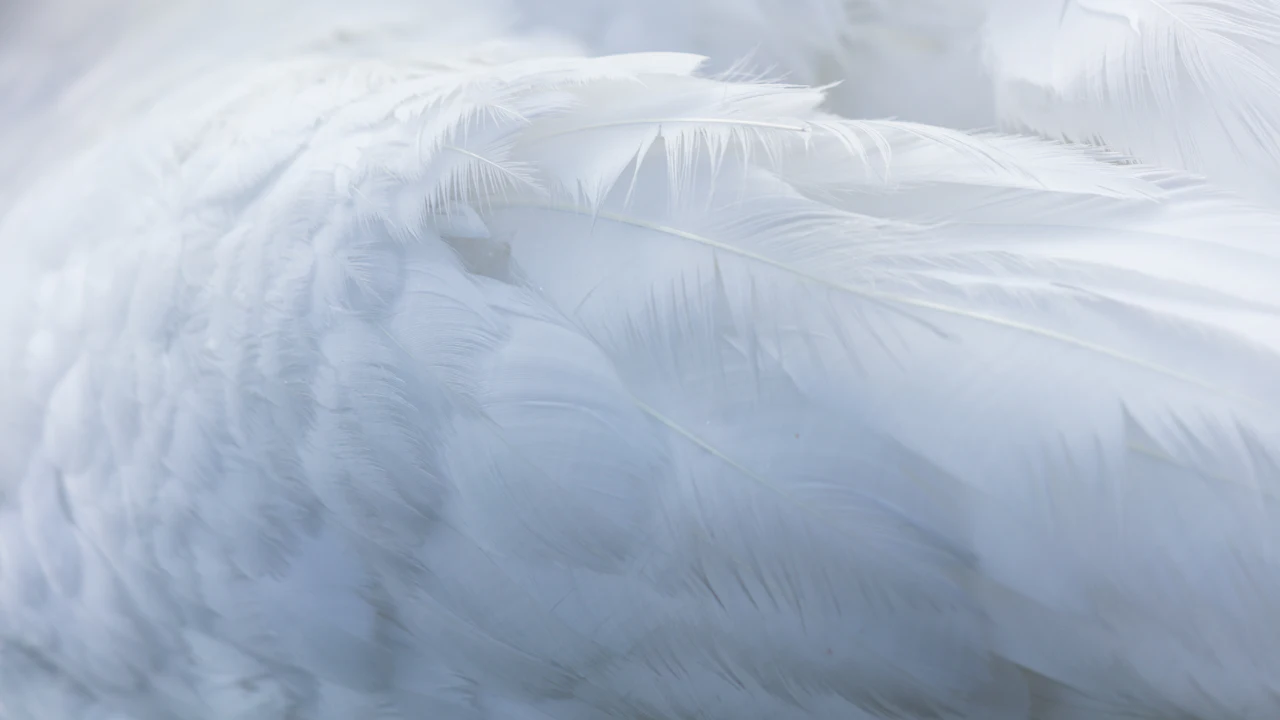 Close-up of soft white feathers