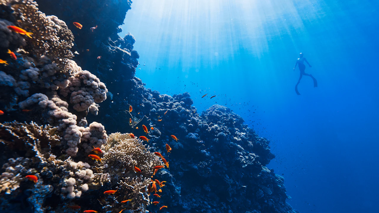 Scuba diver near a coral reef wall in sunlit water