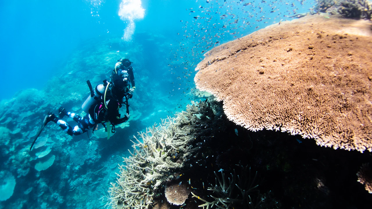 Scuba diver swimming above a large table coral