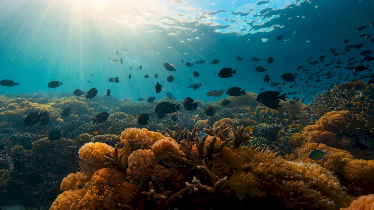 Snorkeler floating above a shallow coral reef with schooling tropical fish