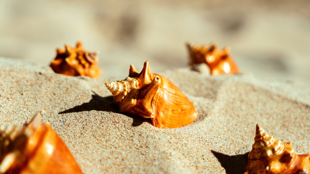 Small spiky seashells on sand