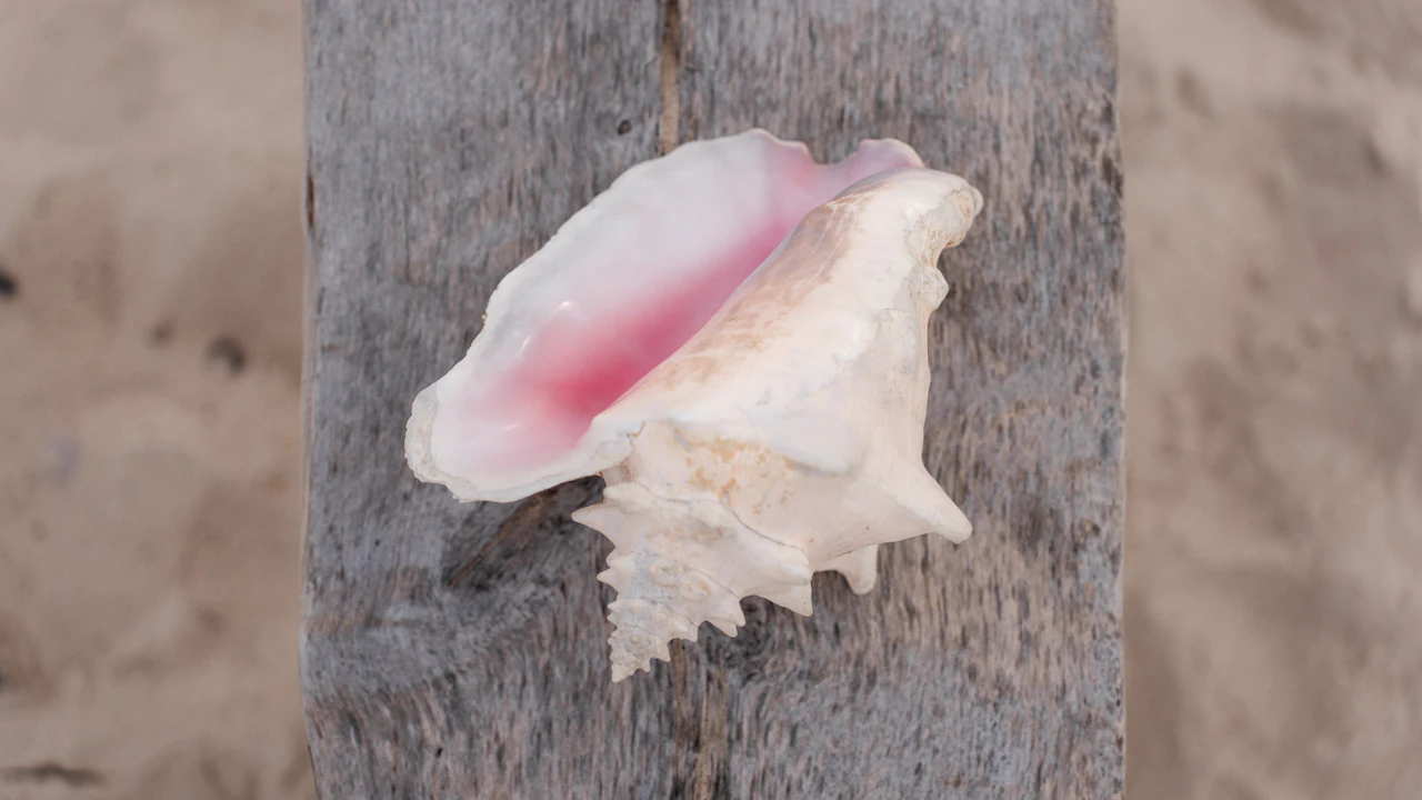 Conch shell turned over to show its glossy pink inner lip