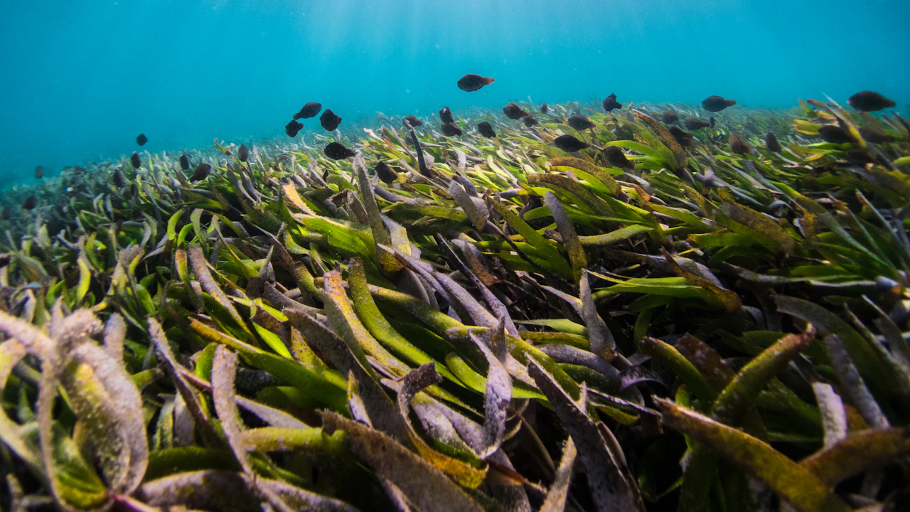 Seagrass meadow with small fish above it