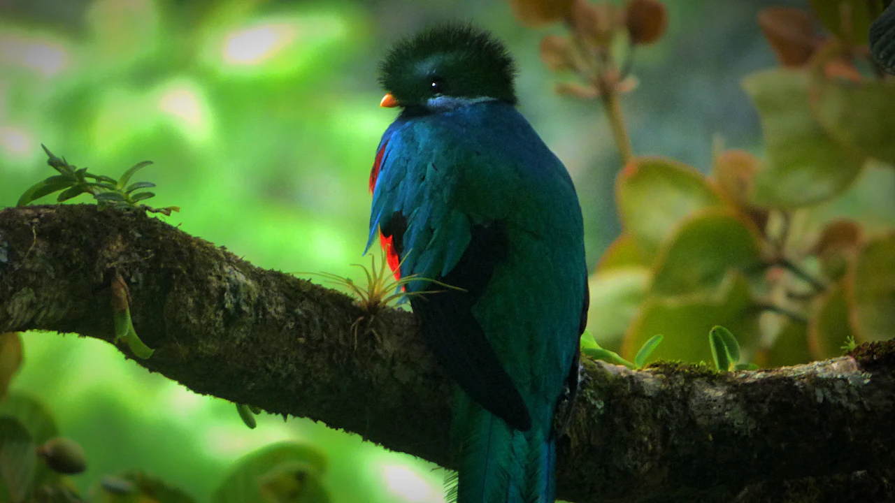 Resplendent quetzal perched on a mossy branch