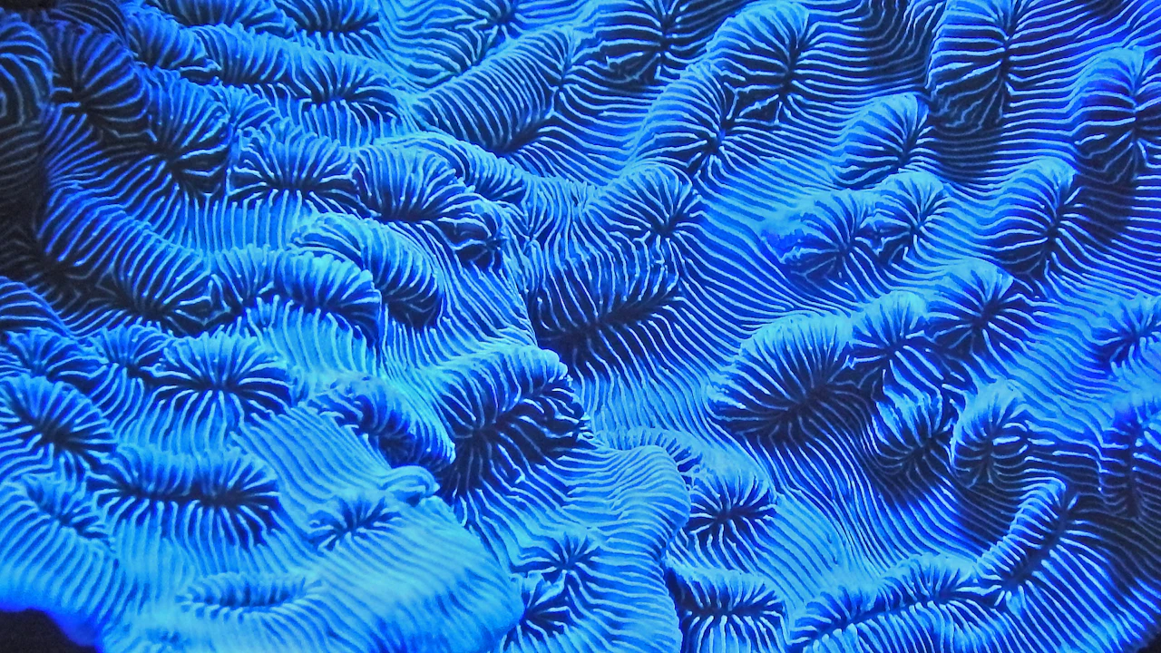 Close view of the ridges of a brain coral