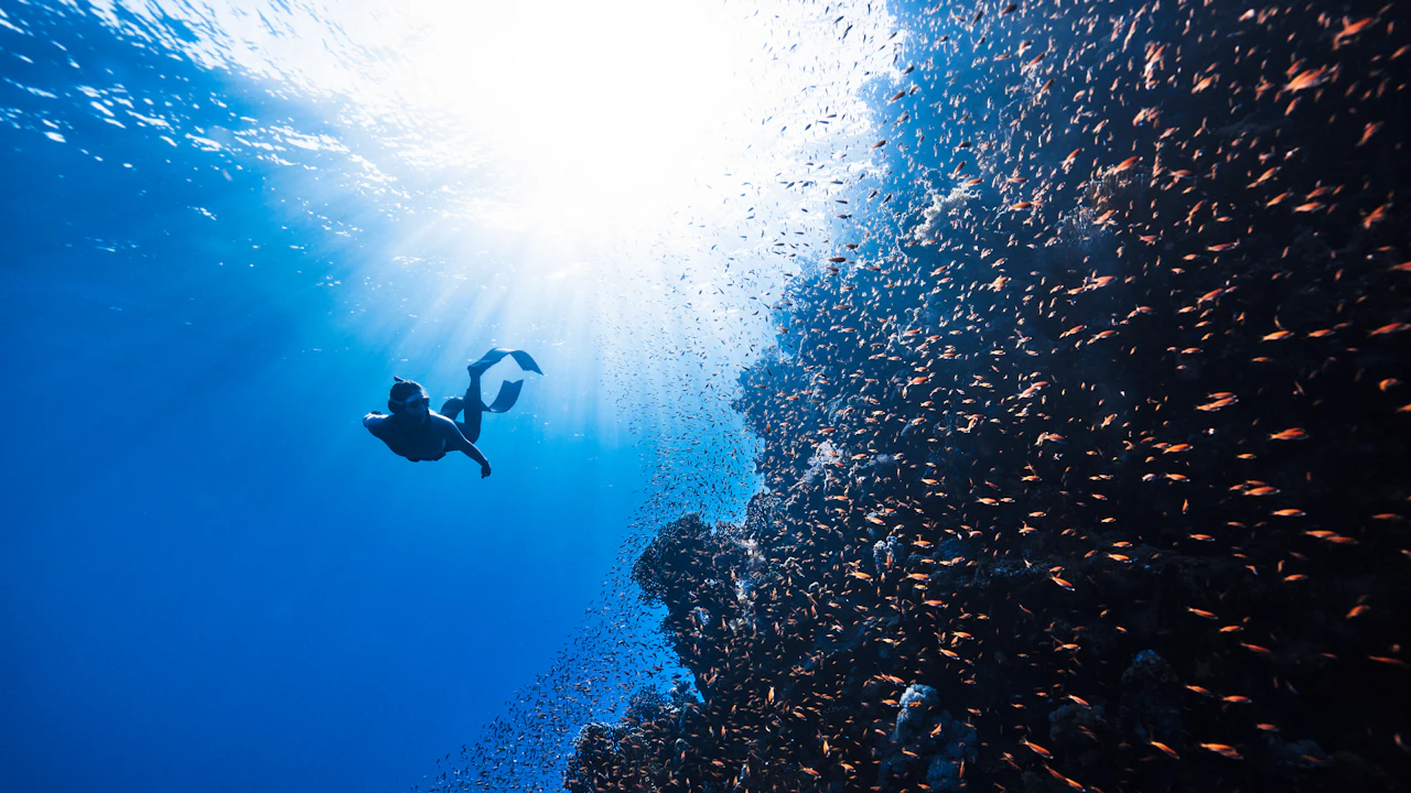 Diver swimming beside a reef wall full of small fish
