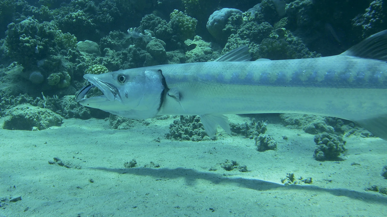 Barracuda swimming over a reef