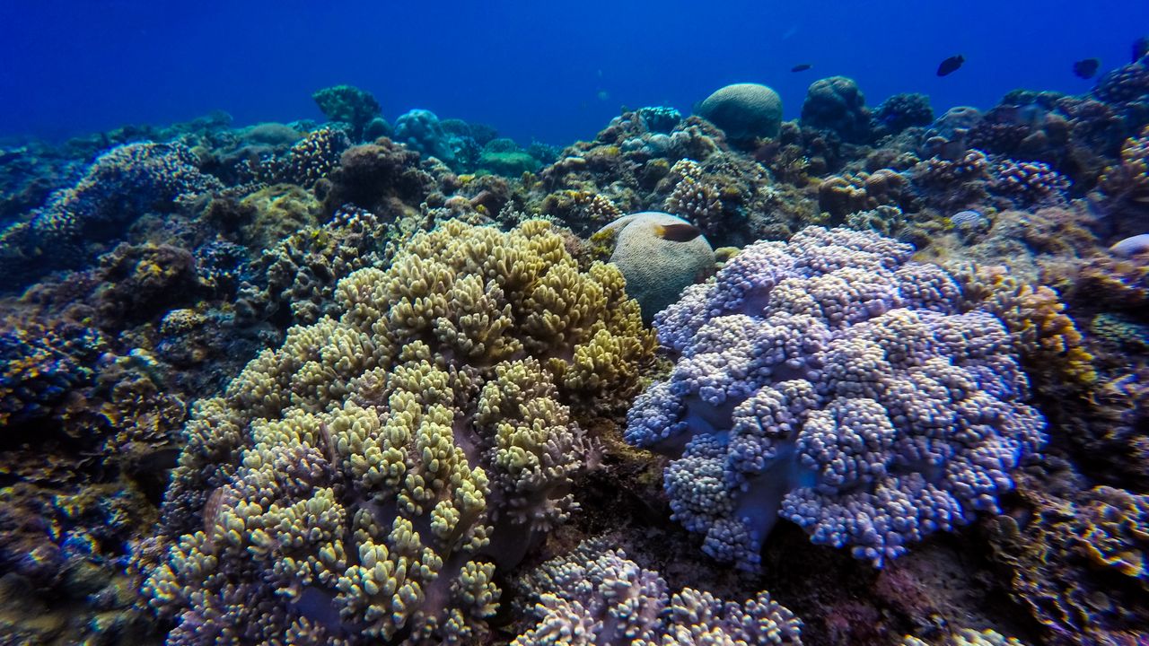 Close view of healthy branching hard coral in clear blue water