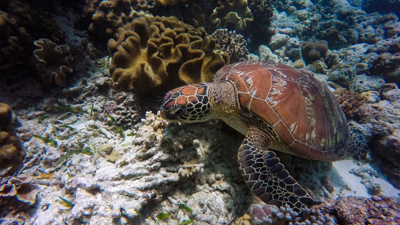 Sea turtle gliding above a coral reef with small fish nearby